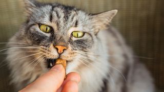 Cat being fed a treat