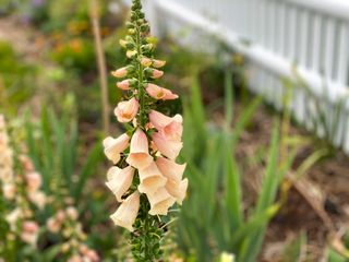 a foxglove flower