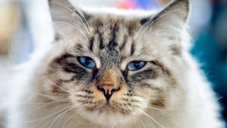 close up of a ragamuffin cat's face