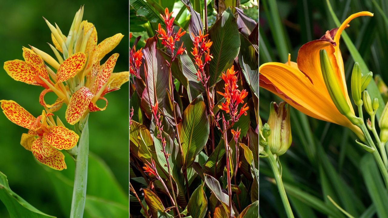 Canna lilies