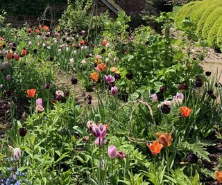 Pink, orange and purple 'Queen of Night' tulips in a cottage garden