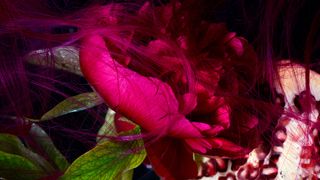 Red, Pink, Petal, Flower, Magenta, Purple, Plant, Leaf, Organism, Photography,