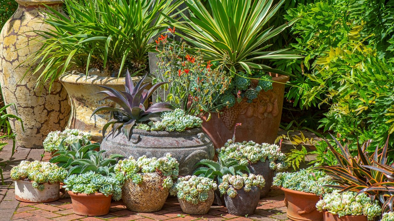 A collection of outdoor succulents in pots