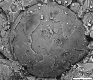 fossilized embryo from Cambrian