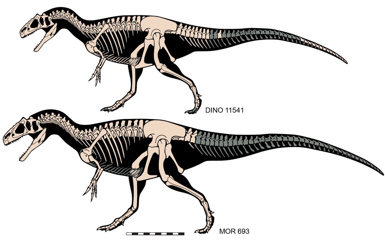 The number of bones (white) discovered from the previously unknown Allosaurus species.