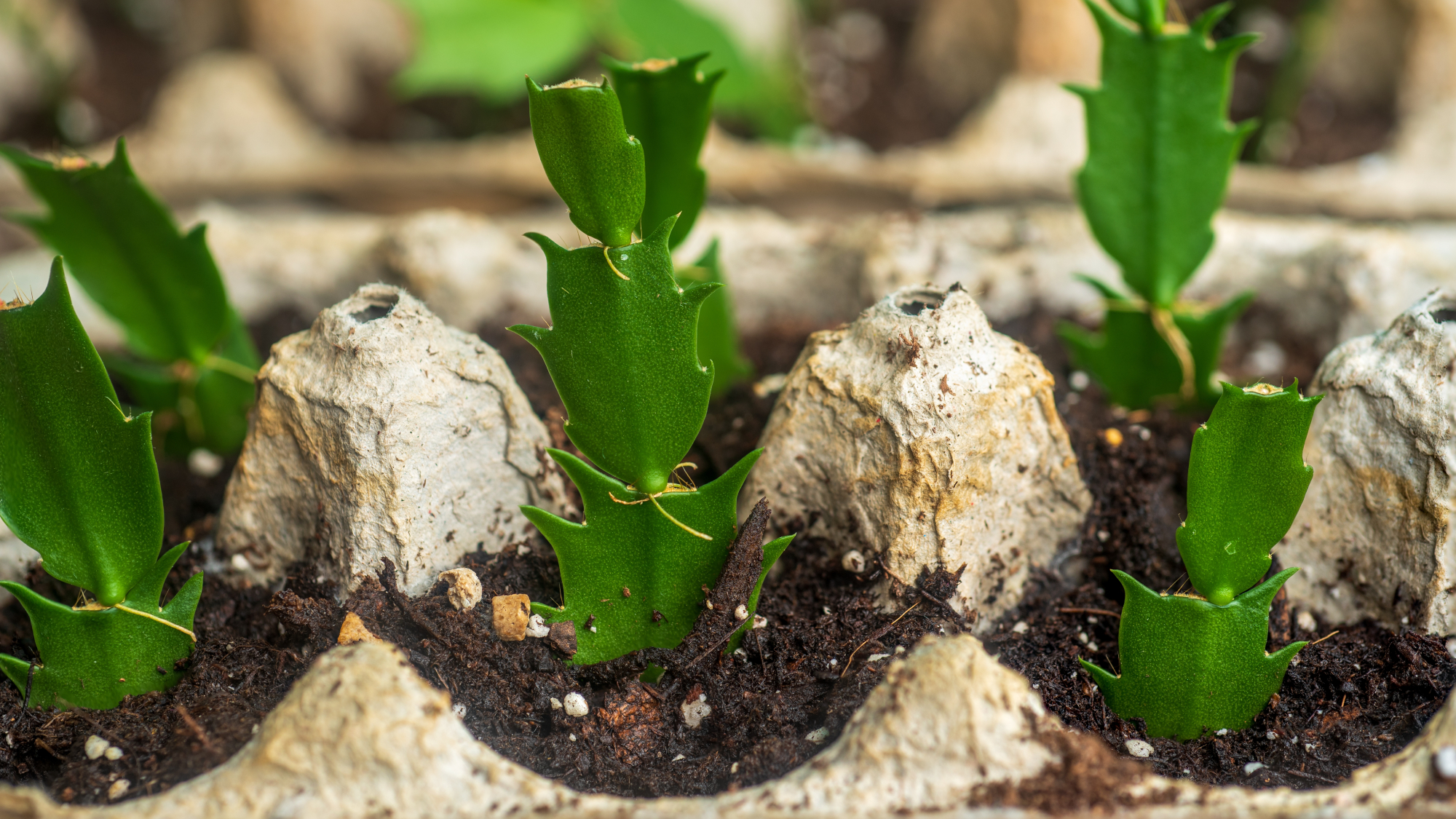 Christmas cactus cuttings in eggbox carton