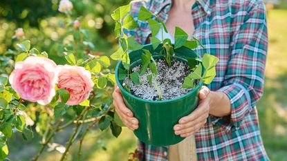 Gardener holds pot containing rose cuttings