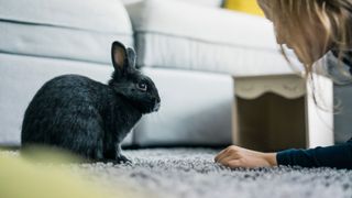 Black bunny on carpet