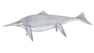 illustration shows the ichthyosaur Shonisaurus popularis