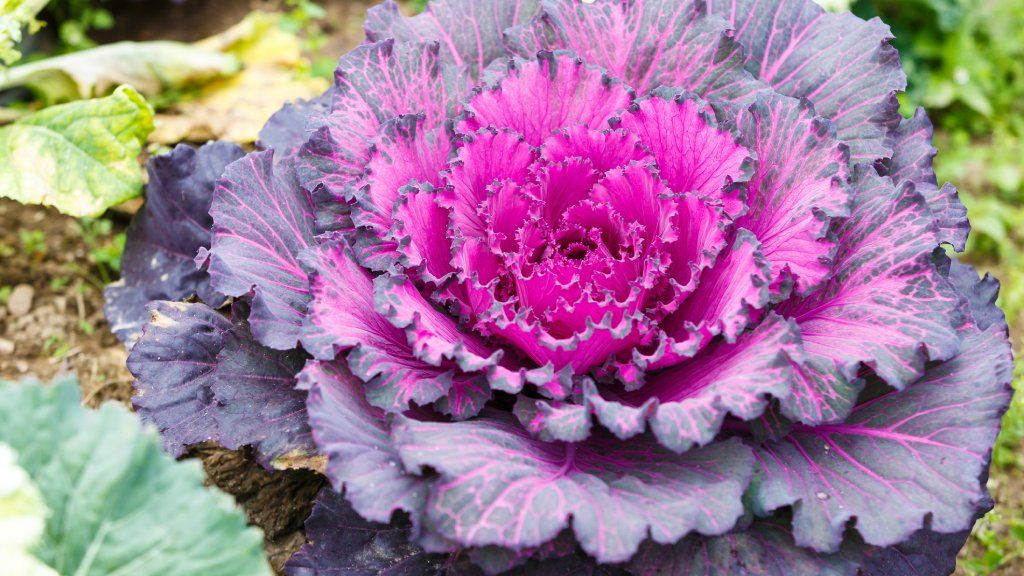 Purple lettuce