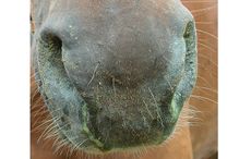 property-vet-21-april-2-IPCIMMGLPICT000003604085.jpeg