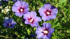 Rose of Sharon with lilac flowers in a sunny garden