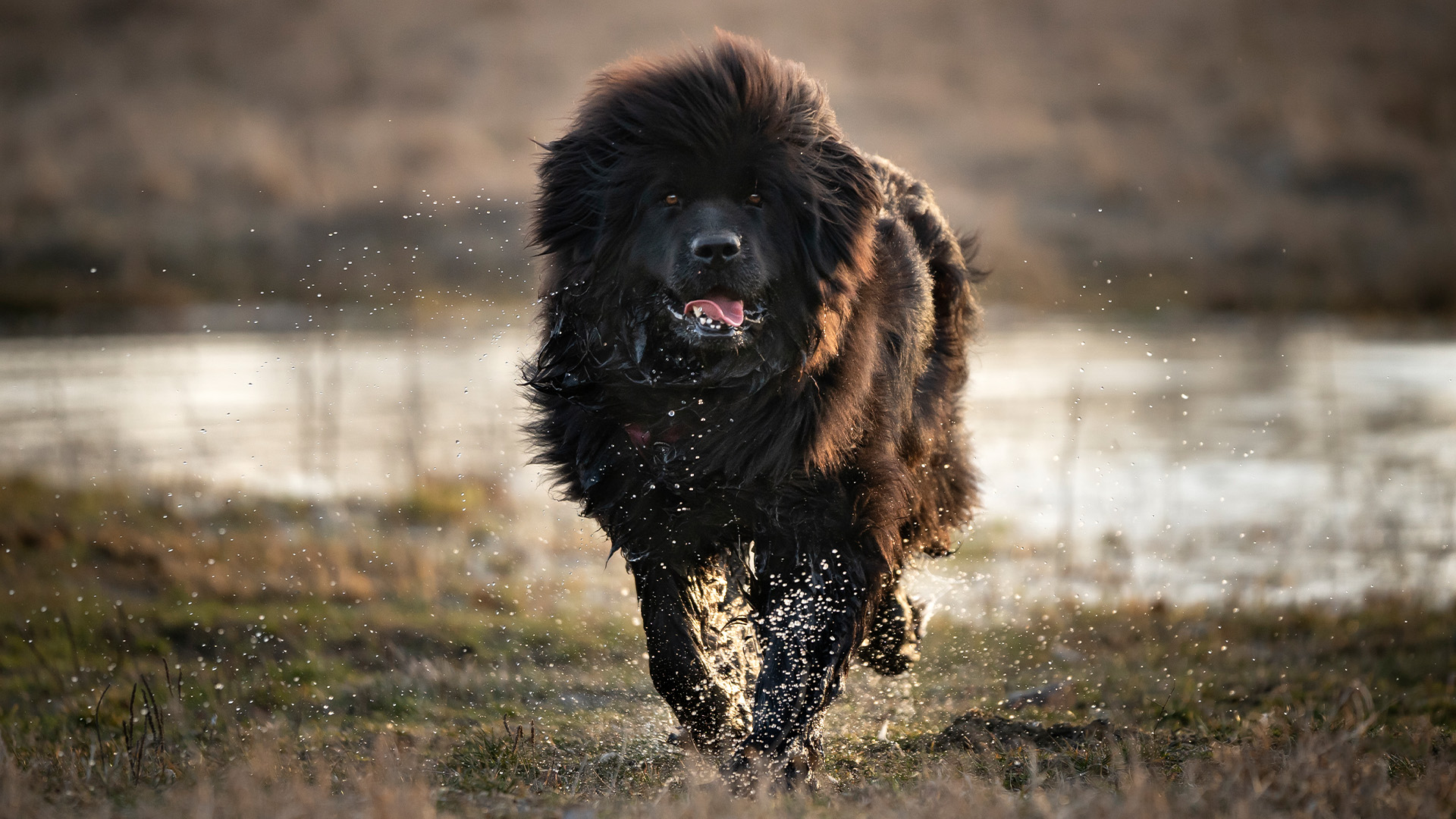 Newfoundland dog running towards camera