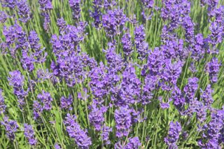 Lavender flower blossoms - fragrant herbaceous Lavanula intermedia
