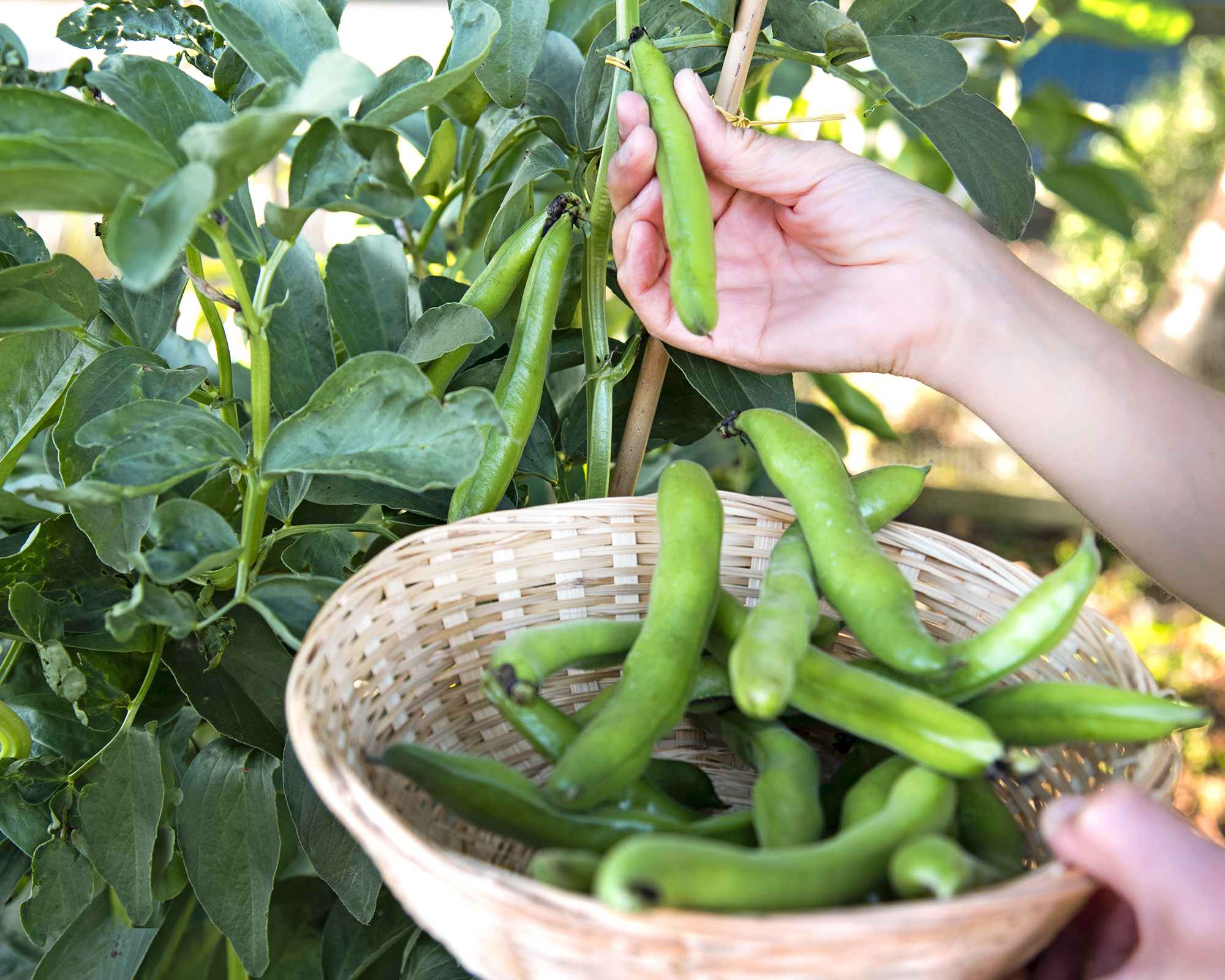 Broad Beans or Fava beans being picked from a home grown allotment. The picked beans are put in a basket.