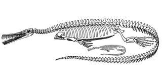 Reconstructive image of a mesosaur and embryo to show the size relation.