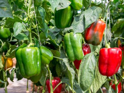 Green And Red Bell Pepper Plant