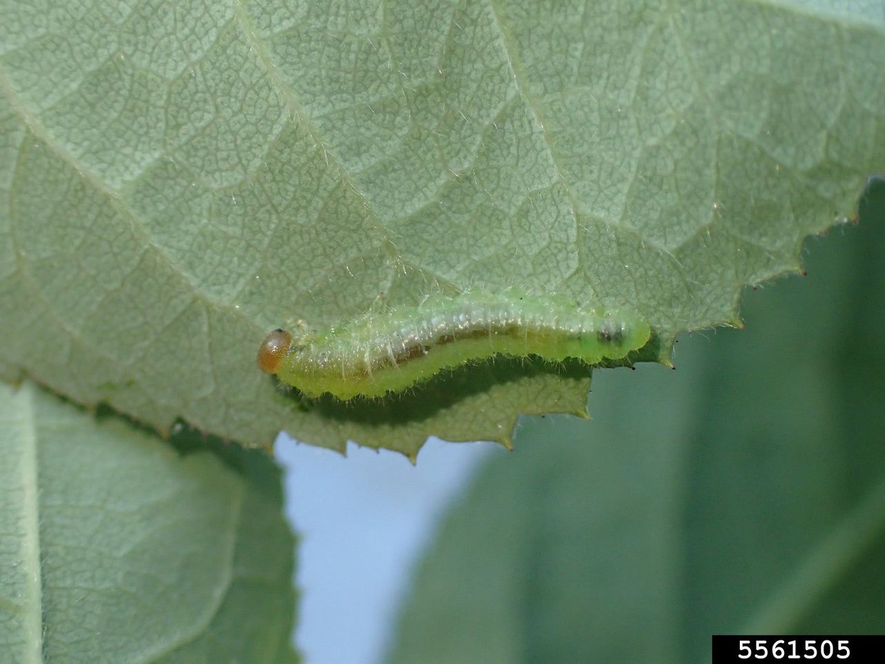 Rose Slug On Green Leaf