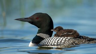 Common Loon in the water with a baby on its back