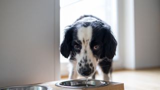 black and white dog drinks from an elevated bowl