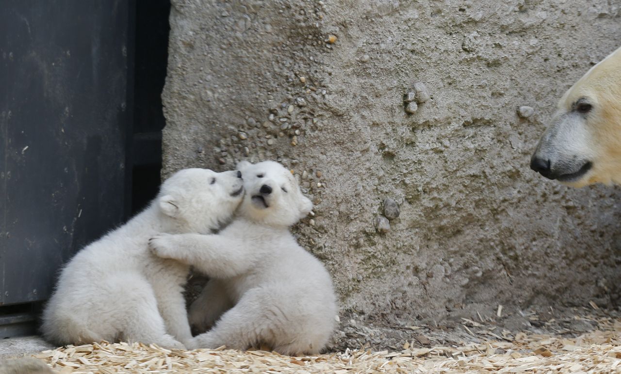 Polar bears