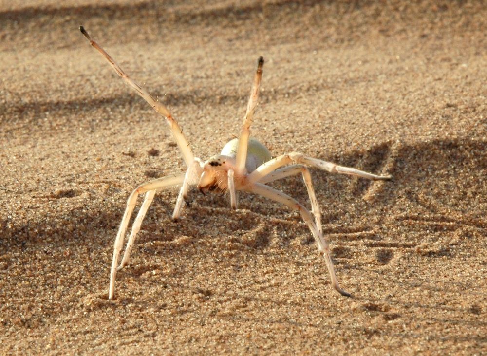 This agile spider (&lt;em&gt;Cebrennus rechenbergi&lt;/em&gt;) cartwheels its way out of danger.