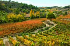 Ondarre_vineyard.jpg