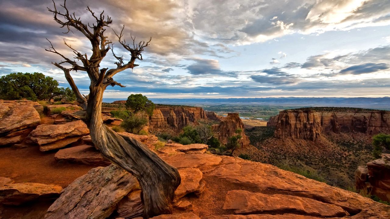 Clouds hover above a tree and red rocks at Colorado National Monument