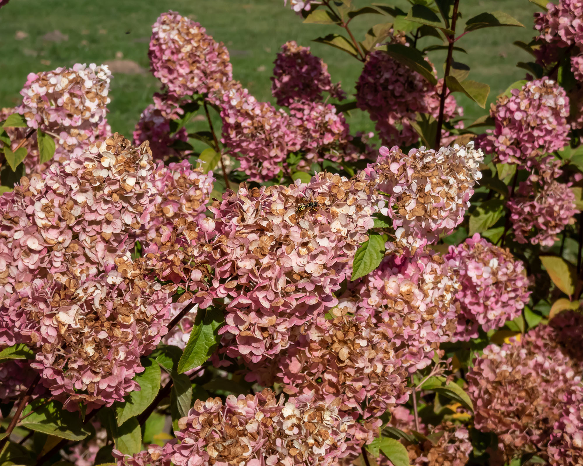 Hydrangea paniculata 'Sundae Fraise' boasting loose, fluffy, conical flower heads at the tips of arching branches. Florrets turn to strawberry pink and rich pinkish-red in autumn