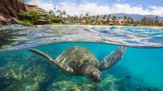 A sea turtle glides through the turquoise water near Black Rock in Maui, Hawaii