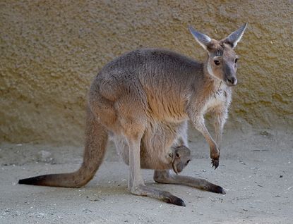 A kangaroo. 