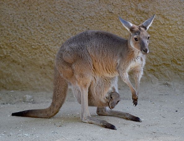 A kangaroo. 