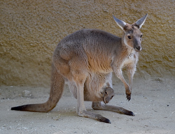 A kangaroo.
