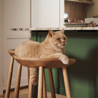 close up of ginger cat on a wooden stool with green island behind