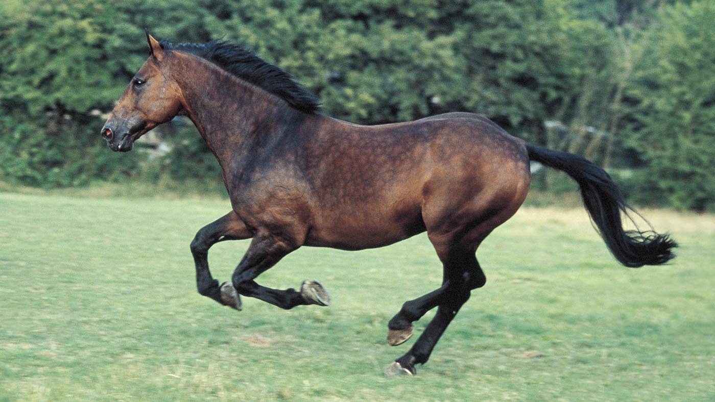 Cleveland Bay horse (Equus caballus)