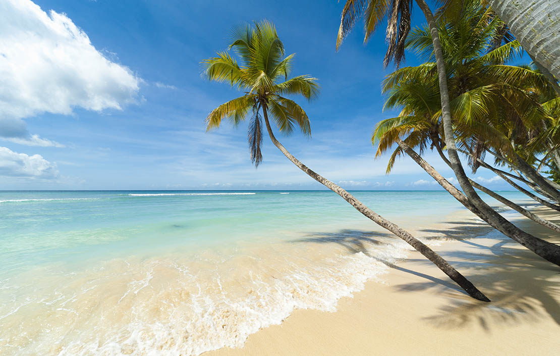 Palm tree at Pigeon Point Beach, Tobago.