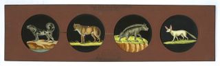 A magic lantern slide showing illustrations of different animals.