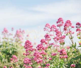 Red valerian, centranthus, in bloom with blue sky beyond