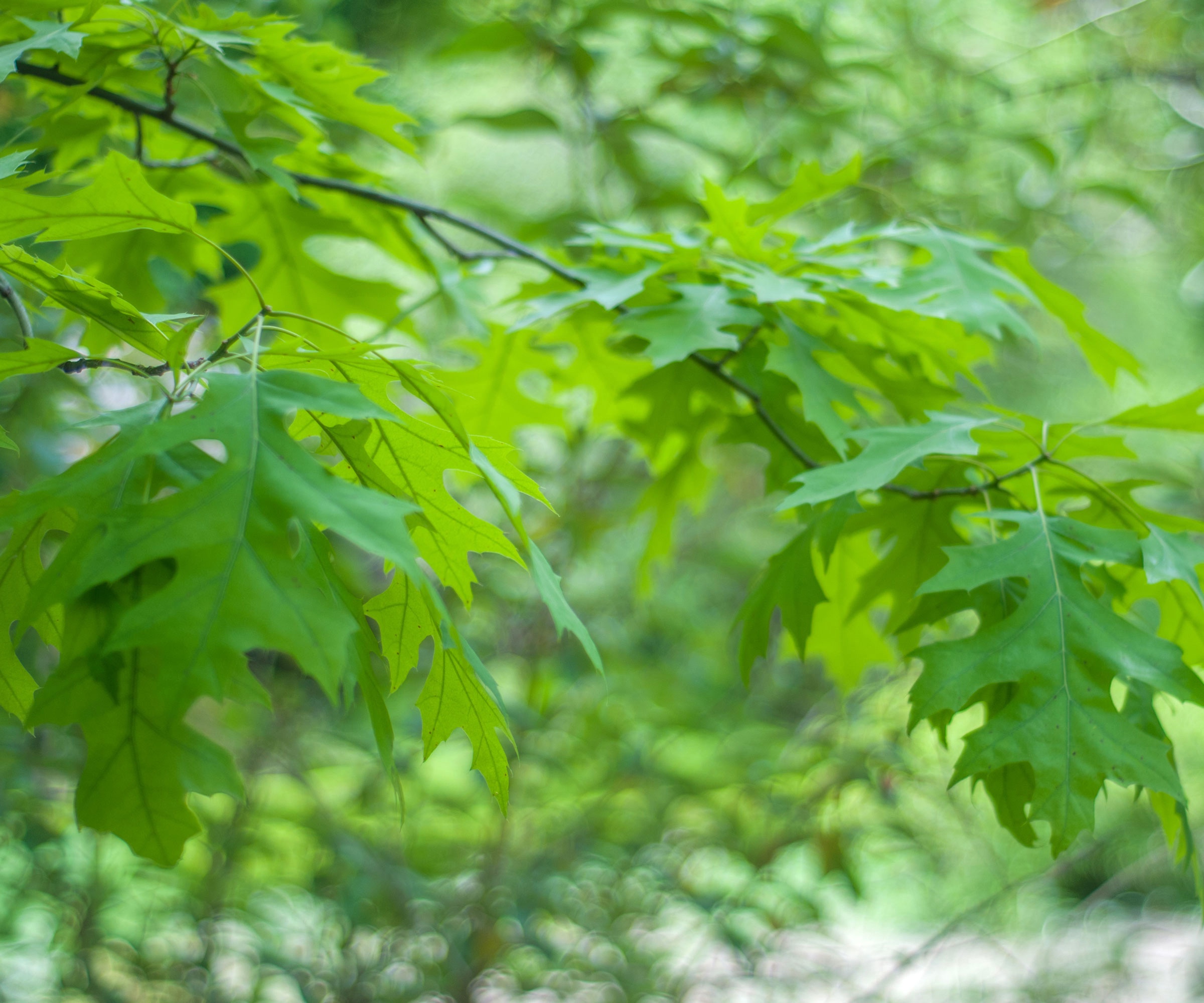 northern red oak with bright green foliage