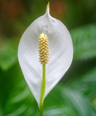 Peace lily outdoors