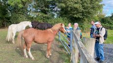 HorseWorld-Open-Day-1.jpg