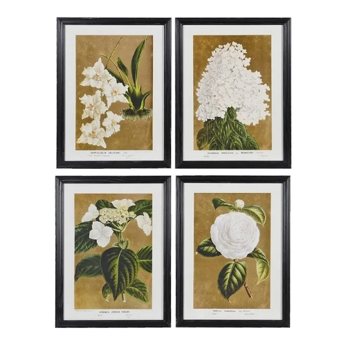 Graham &amp;amp; Green, White Floral Framed Prints, Set of 4