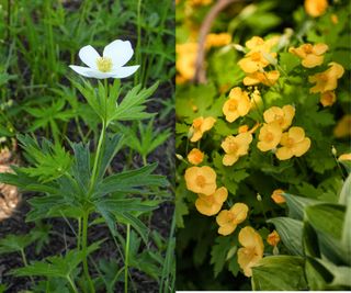 white anemone and yellow wood poppy