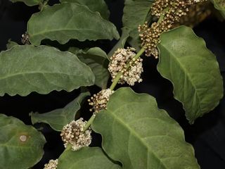 A close-up of flowers on the stem of Amborella trichopoda