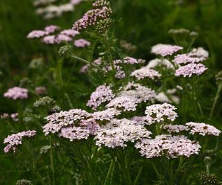 white and pale pink yarrow flowers