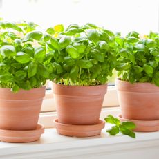 potted basil plants on a windowsill 