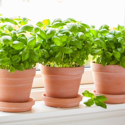 potted basil plants on a windowsill 