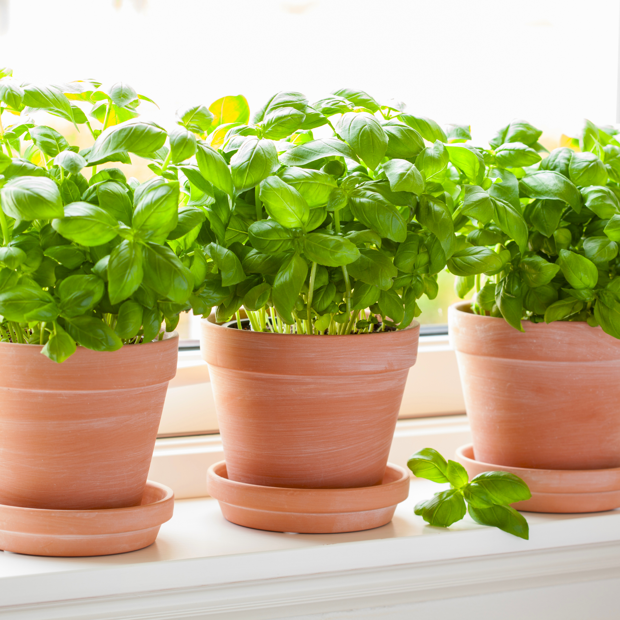 potted basil plants on a windowsill 