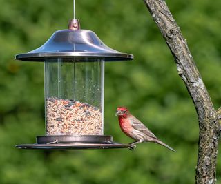 House finch balancing on a bird feeder