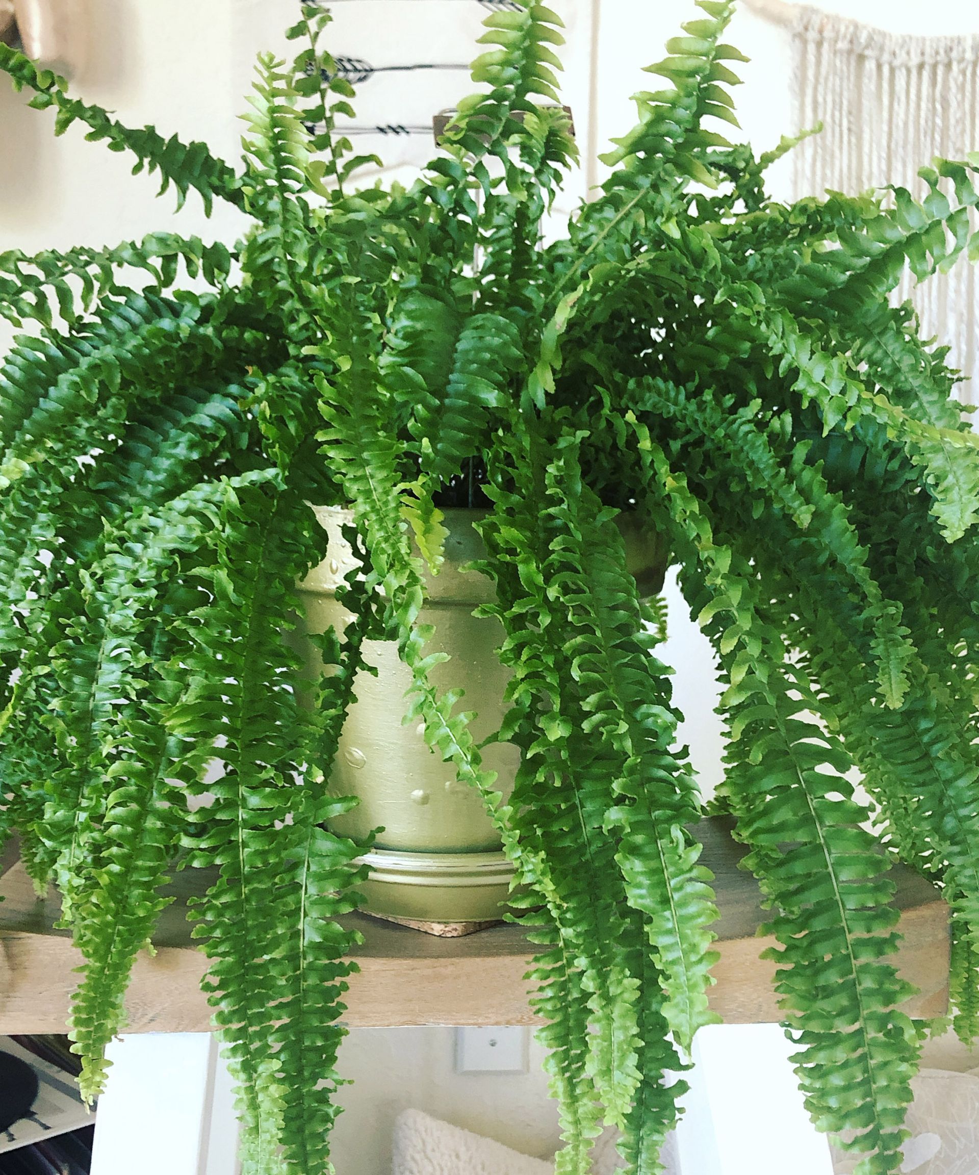 Best plants for bathrooms 8 indoor plants for humid spaces Gardeningetc